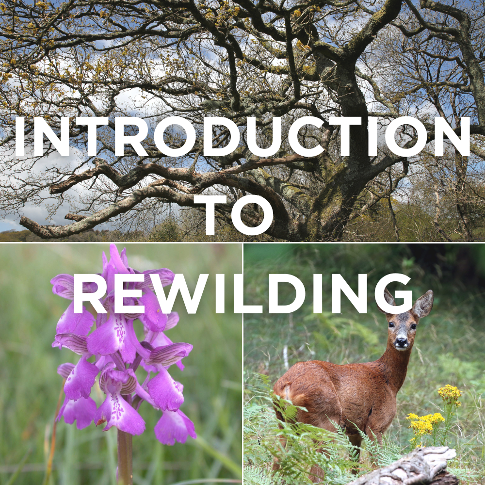 Introduction to Rewilding at Mapperton