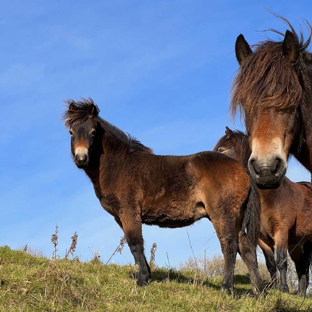 Exmoor Pony Sponsorship