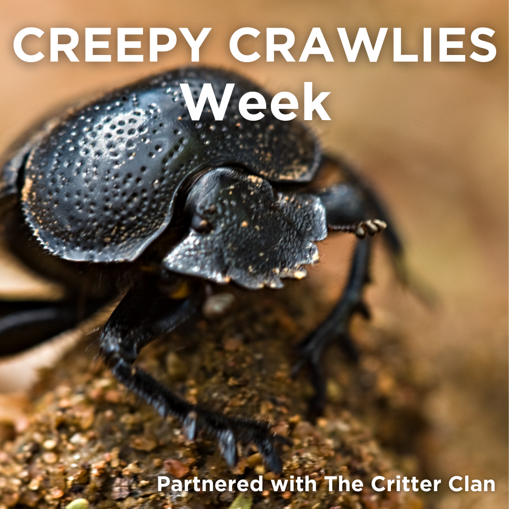 Creepy Crawlies Week 2024