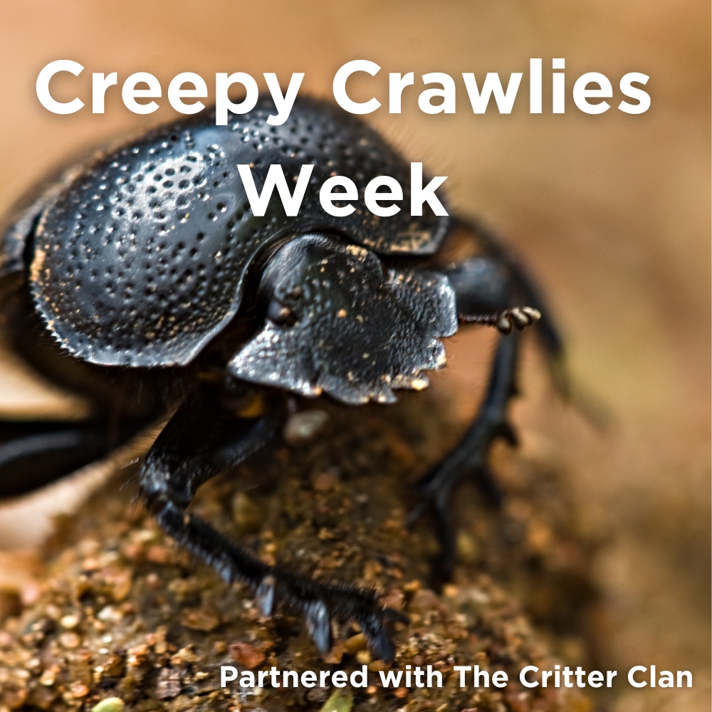 Creepy Crawlies Week 2024